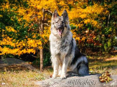 slideshow